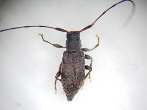Réf. 243 316 : Leiopus sp.